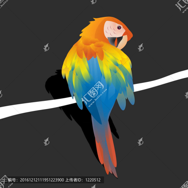 鸚鵡在黑色