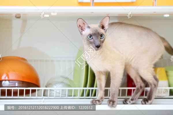 無(wú)毛貓