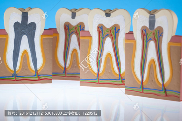 人類牙齒的結構