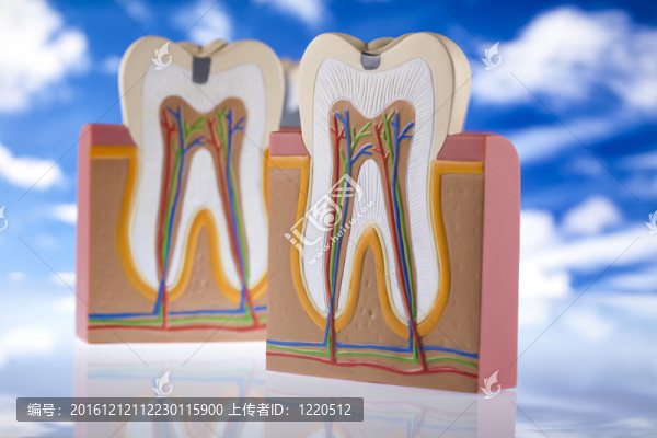 人類牙齒的結(jié)構(gòu)