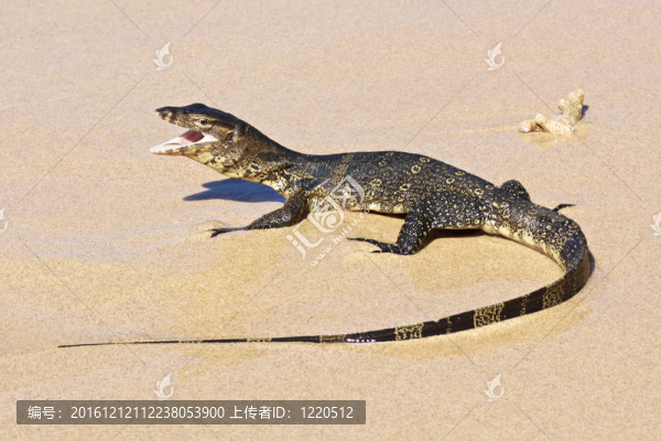 野生水巨蜥
