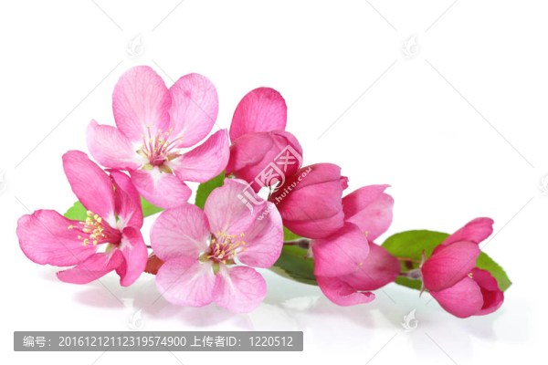 紅色的櫻花