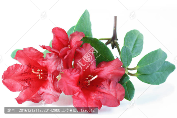 紅色的杜鵑花
