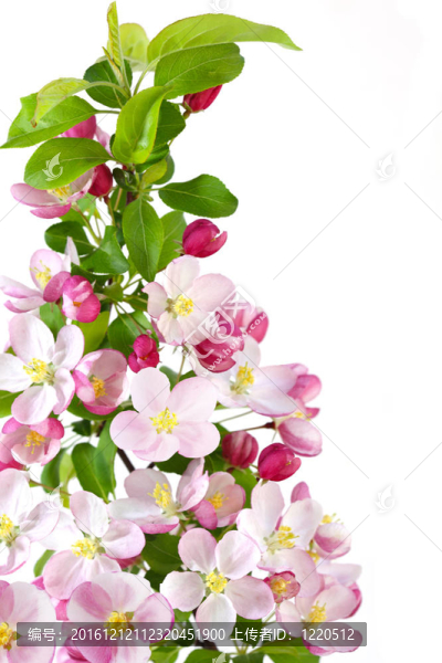櫻花