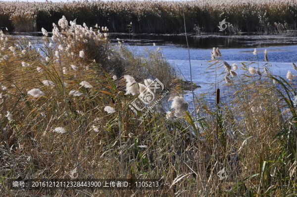蘆葦花