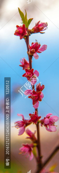 櫻花綻放