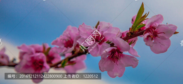 櫻花綻放