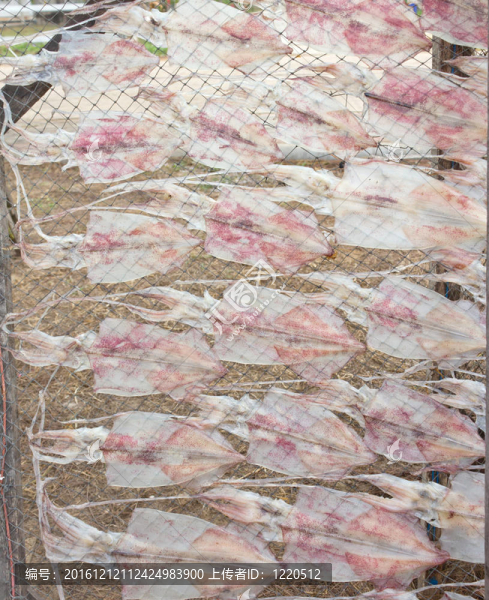 干魷魚在網(wǎng)上