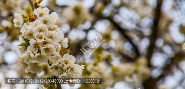 櫻花綻放