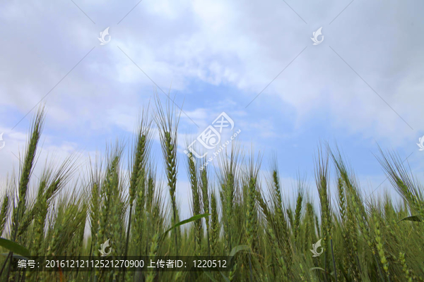綠色小麥；黑麥