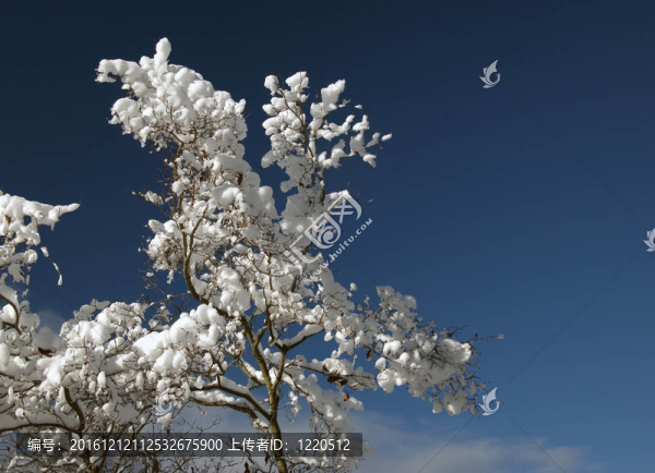 雪覆蓋的樹