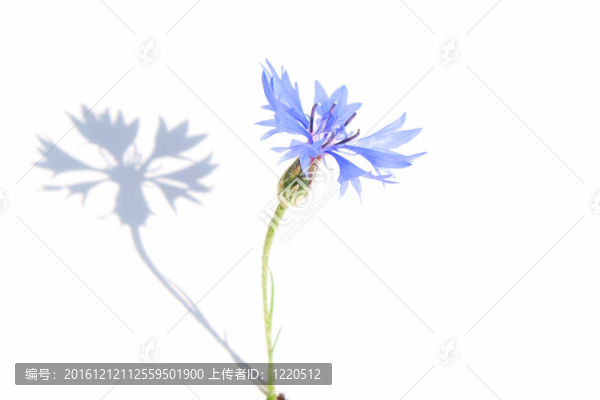 在白色背景上的藍(lán)色矢車(chē)菊