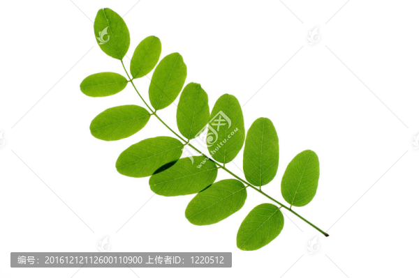 白底葉