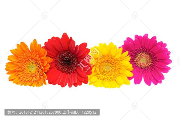 四格柏雛菊孤立在白色背景
