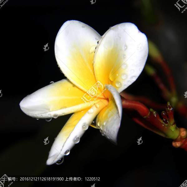 雞蛋花的花朵