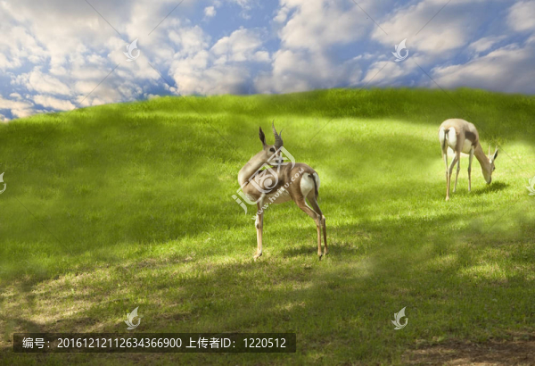 Roe鹿