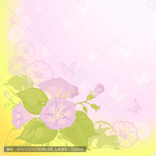 背景flowers,Ipomoea