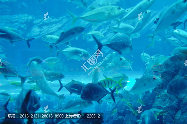 魚(yú)礁水族箱