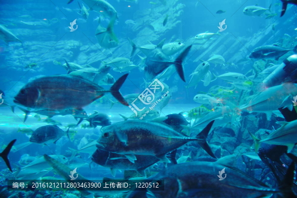 魚(yú)礁水族箱
