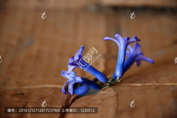 風(fēng)鈴草