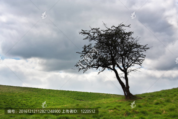 綠色草地上的一棵樹