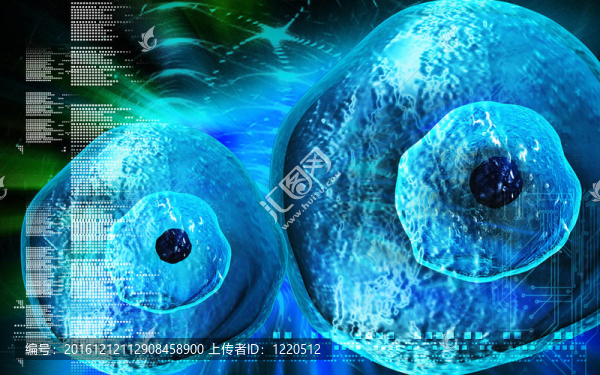 卵細(xì)胞