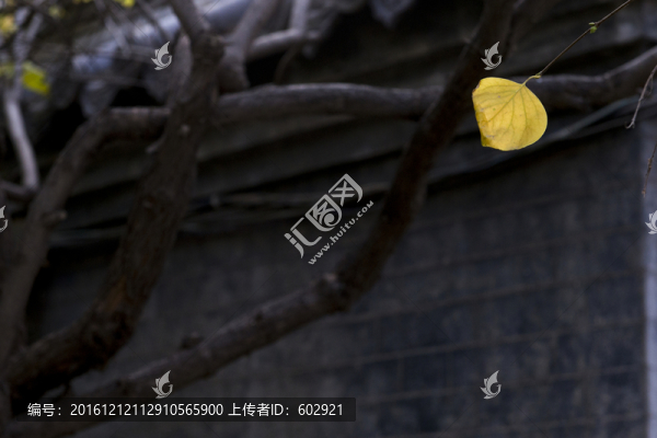 一枚黃葉