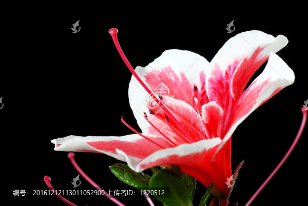 粉紅色的杜鵑花