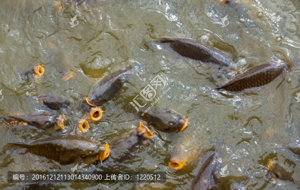 饑餓的魚