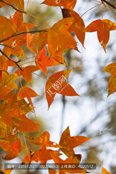 森林紅葉
