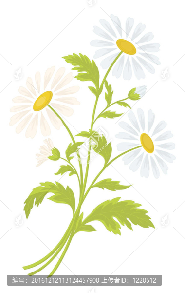 洋甘菊花