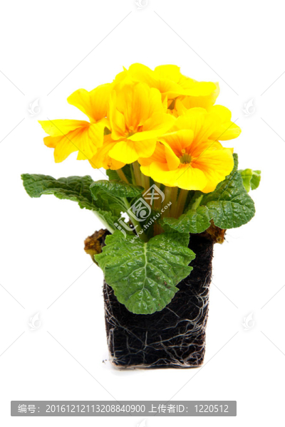 黃色的報(bào)春花土