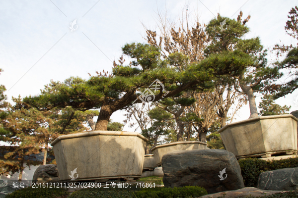 黑松,盆景,中國唐苑
