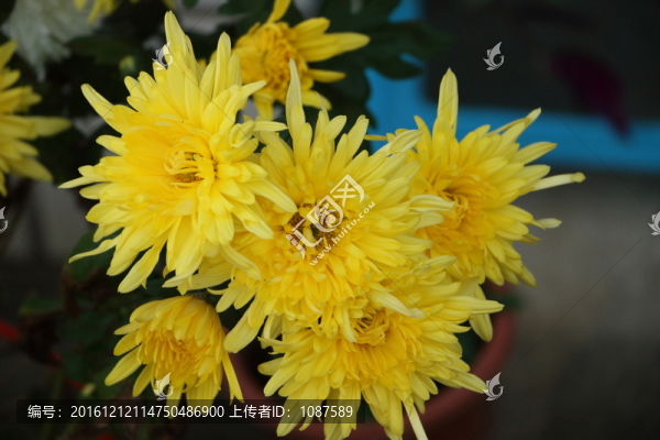 菊花