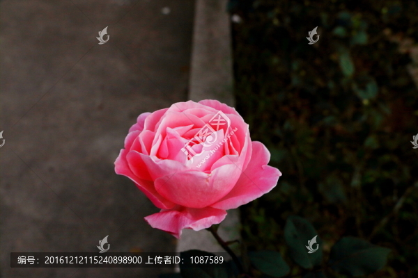 玫瑰