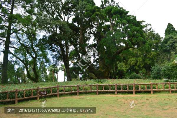 鼓嶺風(fēng)光
