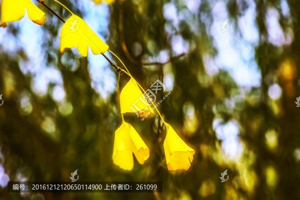 秋色,高清無噪