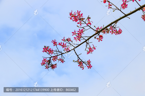 木棉,紅棉,英雄樹,攀枝花