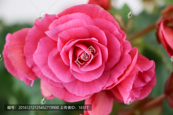 玫瑰海棠