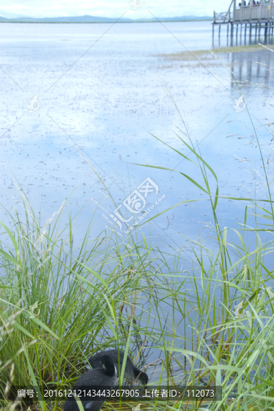 湖邊野鴨