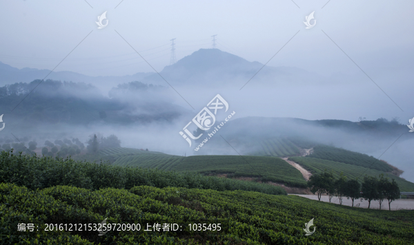 茶園風(fēng)光