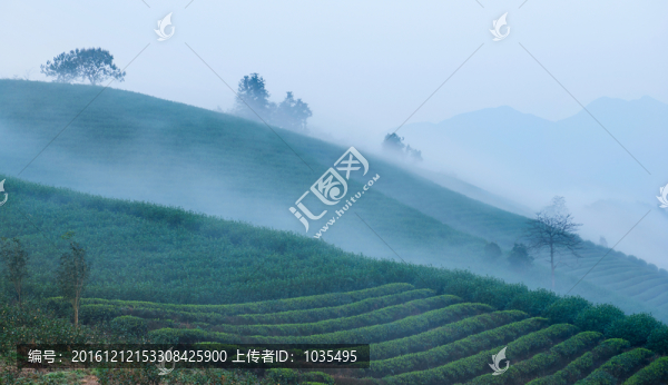 茶園風(fēng)光