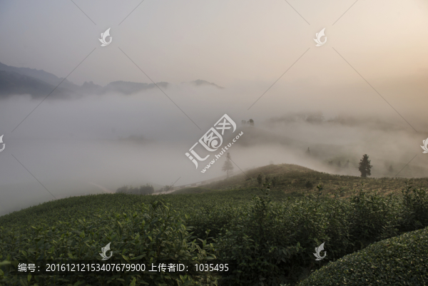 霧中茶園