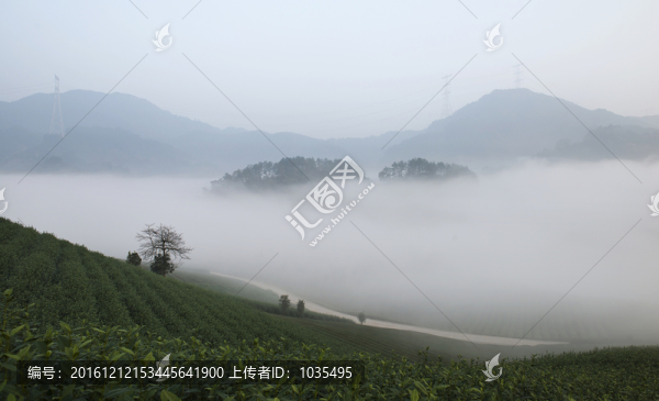 茶園風(fēng)光