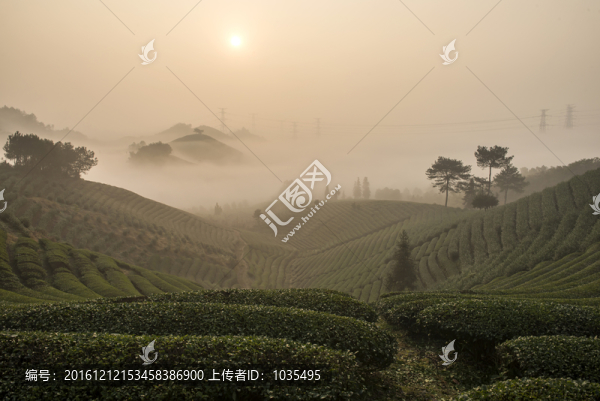 茶山晨韻