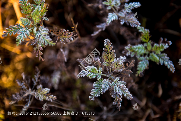 深秋植物,掛霜的葉子,霜降背景