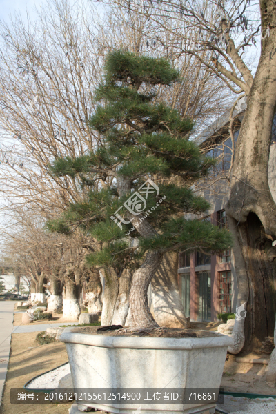 黑松,大型盆景,中國唐苑
