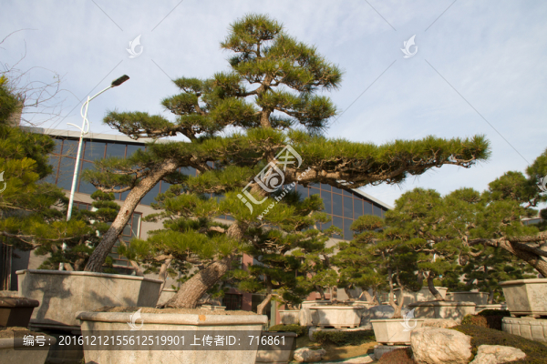 黑松,大型盆景,中國(guó)唐苑