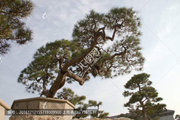 黑松,大型盆景,中國唐苑