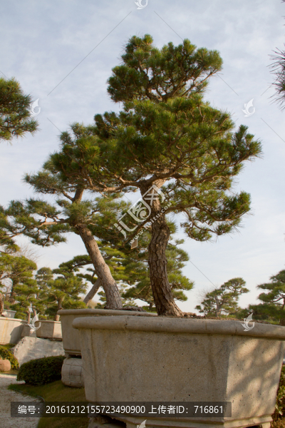 黑松,大型盆景,中國(guó)唐苑